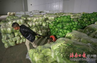 組圖直擊 ?？谟瓚鹄淇諝?儲備蔬菜保供應