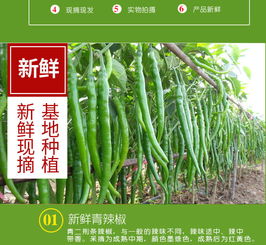 新鮮線椒批發(fā)指南 尖椒、青椒、二荊條一站式采購(gòu)，壞椒包賠保障